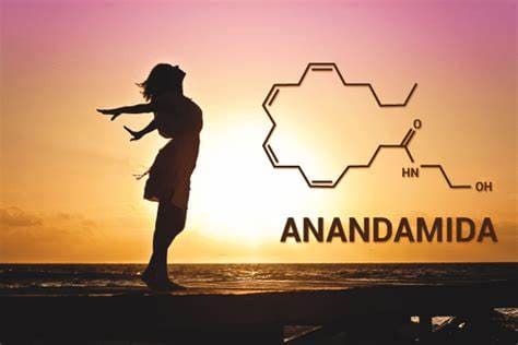 Anandamida, o neurotransmissor da felicidade produzido pelo nosso